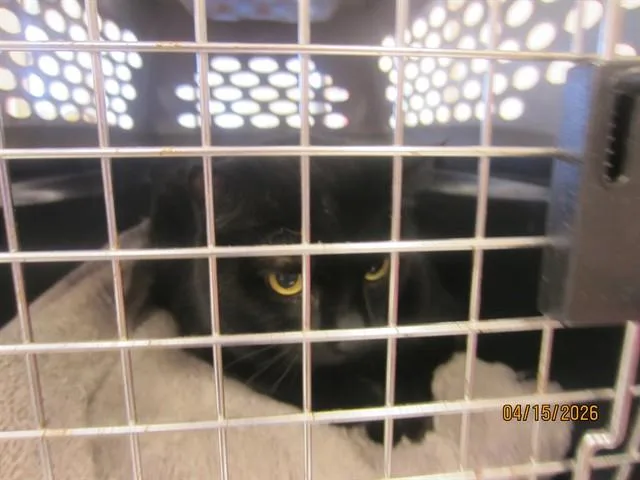 An adult small-sized female Domestic Short Hair cat named Ninja for adoption in Ocala, FL