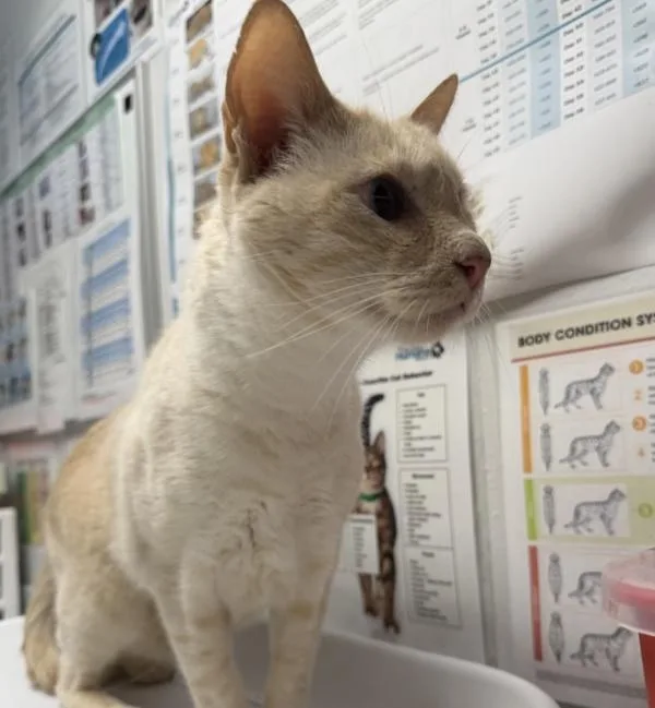A senior small-sized male Domestic Short Hair cat named Buddha for adoption in Escondido, CA