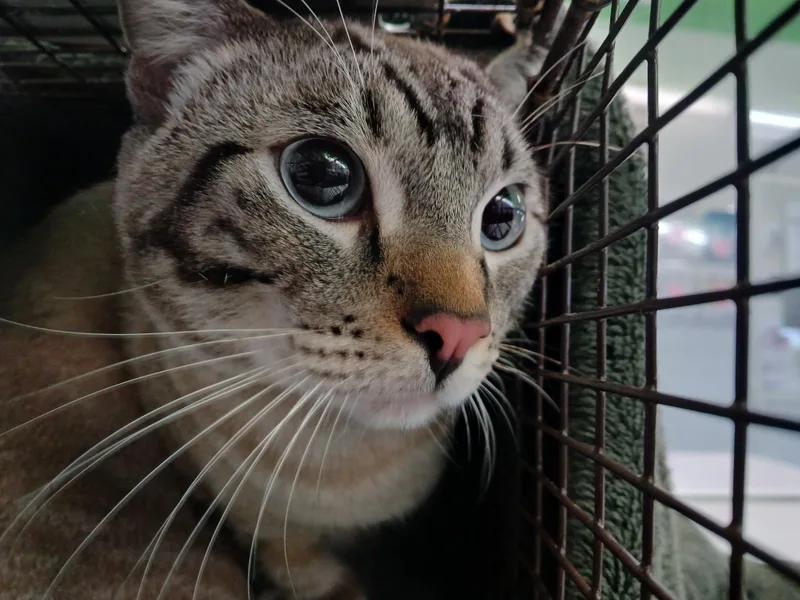 A young large-sized male Domestic Short Hair cat named Lucas for adoption in Los Angeles, CA