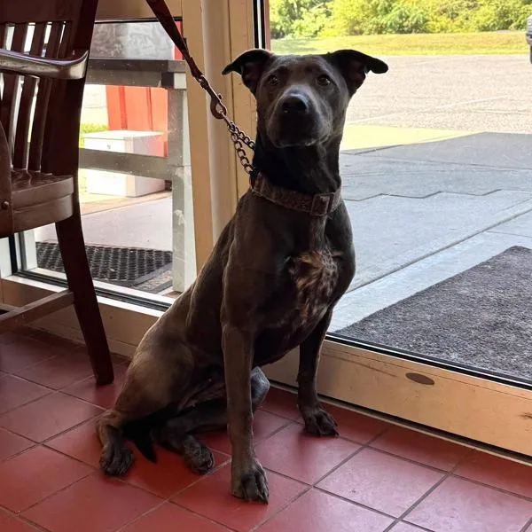 An adult large-sized female Pit Bull Terrier dog named Evie for adoption in Salisbury, MD
