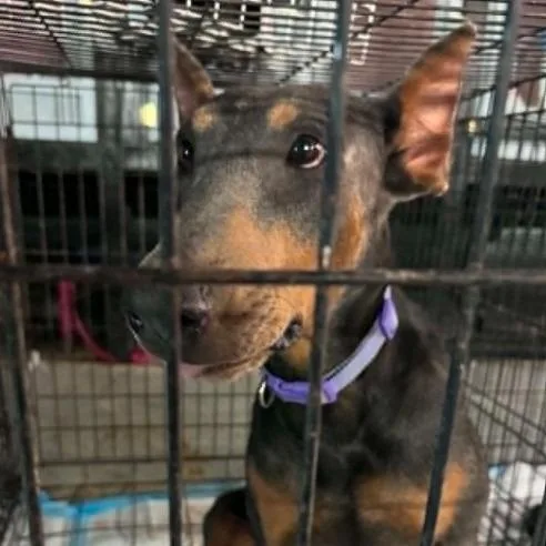 A young small-sized male Black Doberman Pinscher dog named Radar for adoption in Odessa, TX