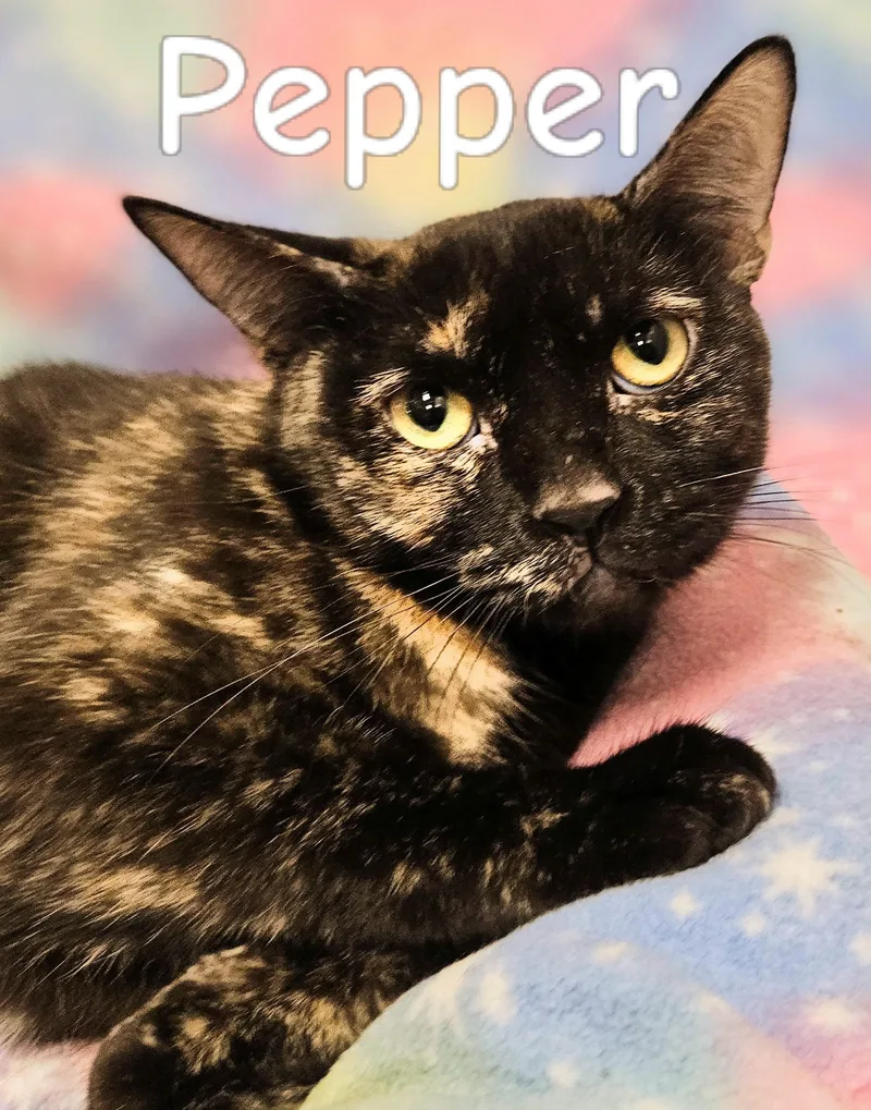 A young medium-sized female Tortoiseshell cat named Pepper  Rancho Cucamonga for adoption in Yorba Linda, CA