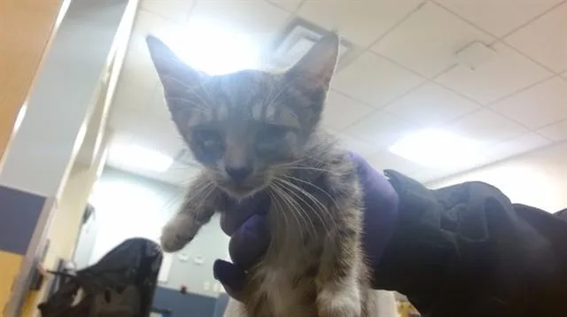 A baby small-sized female Domestic Medium Hair cat named Sandie for adoption in Miami, FL
