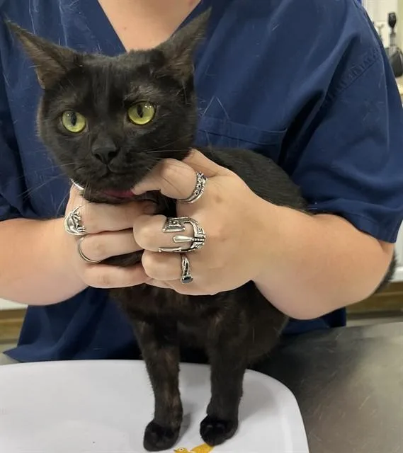 A young large-sized female Domestic Short Hair cat named Zachariah for adoption in Upper Marlboro, MD