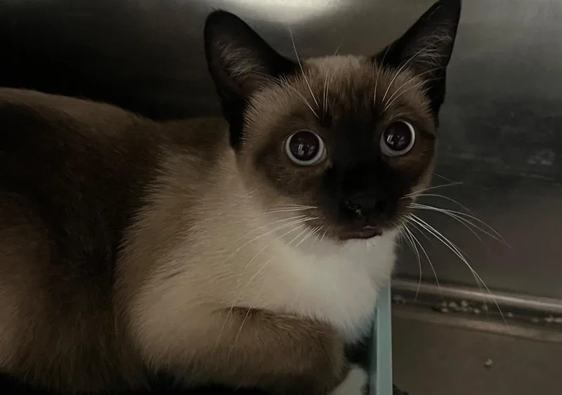 A baby small-sized male Domestic Short Hair cat named Jersey for adoption in Labelle, FL