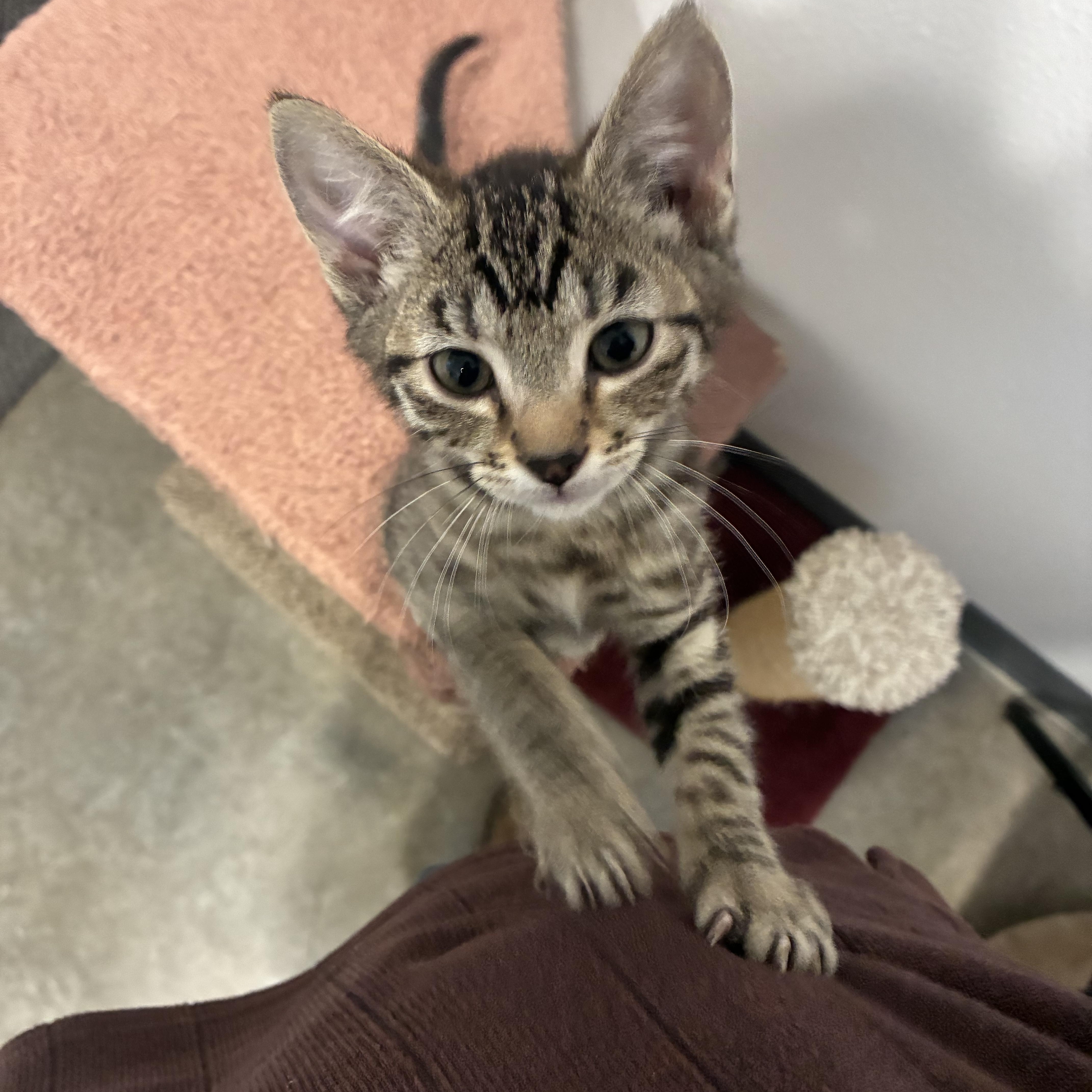 A baby small-sized male Tabby (Brown / Chocolate) Tabby cat named Spud for adoption in Bonners Ferry, ID