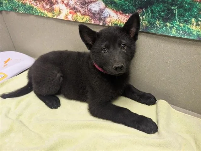 A baby small-sized female Chow Chow dog named Panini for adoption in Moreno Valley, CA