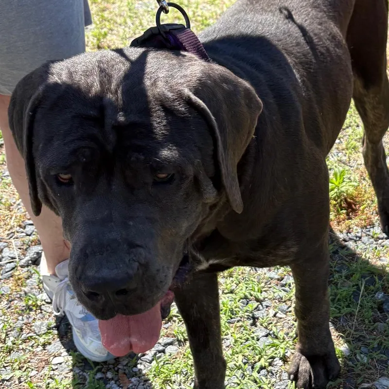 An adult large-sized female Black Mastiff dog named Adelaide for adoption in Ridgely, MD