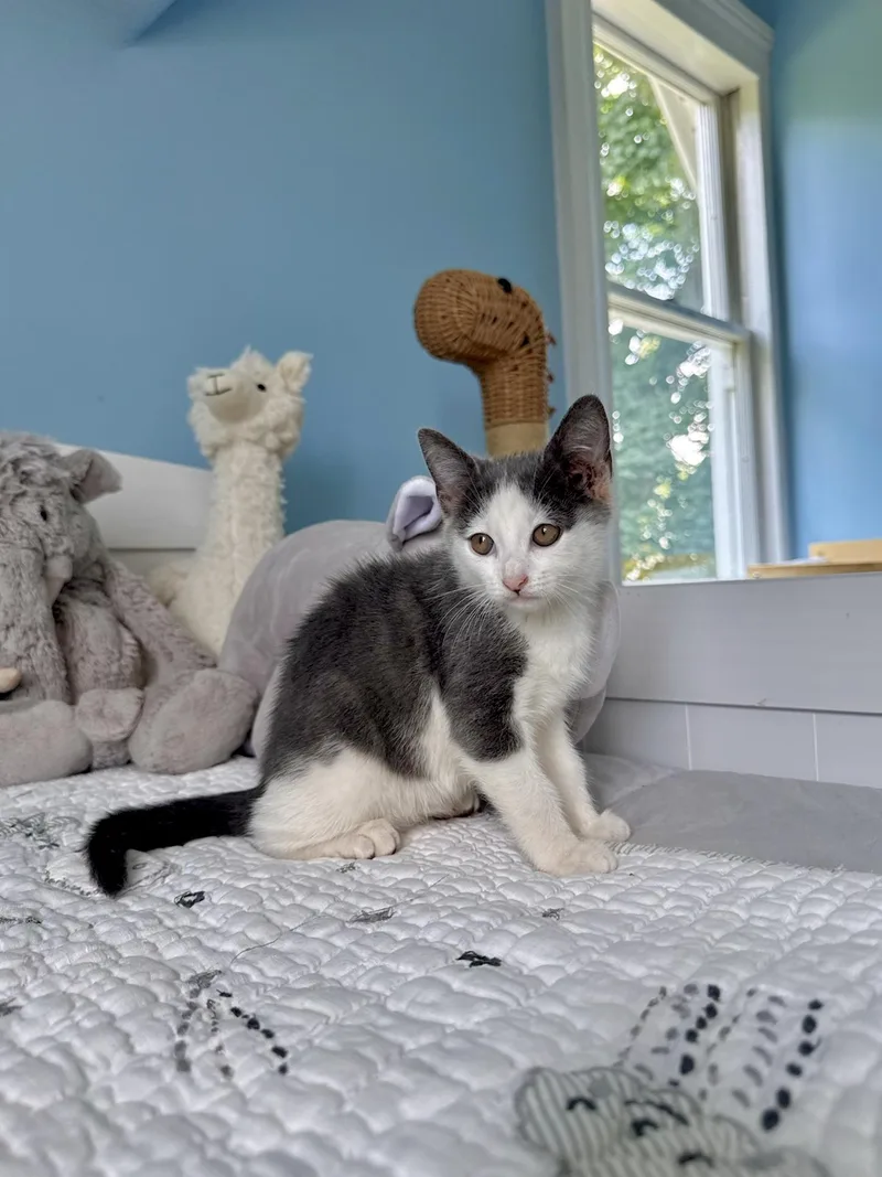 A baby medium-sized female Gray & White Domestic Short Hair cat named Rowan for adoption in Ramsey, NJ