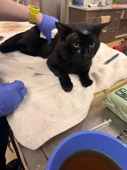 An adult medium-sized male Domestic Short Hair cat named Panza for adoption in Longmont, CO