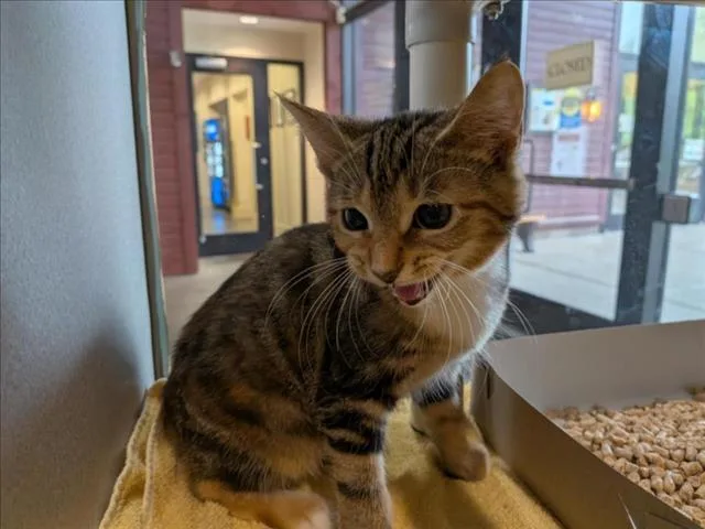 A baby small-sized female Domestic Short Hair cat named Theodora for adoption in Chapel Hill, NC