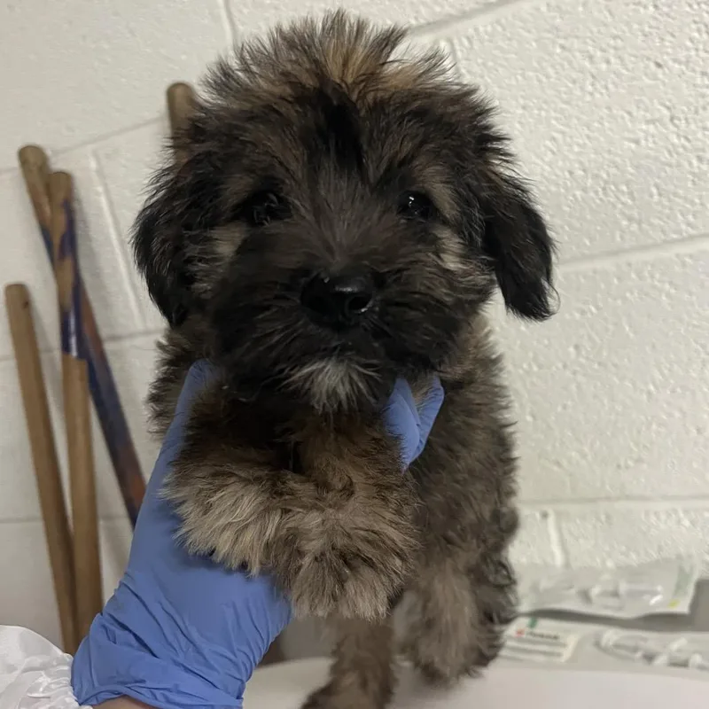 A baby small-sized female Brown / Chocolate Shepherd dog named Minx for adoption in Edinburg, TX
