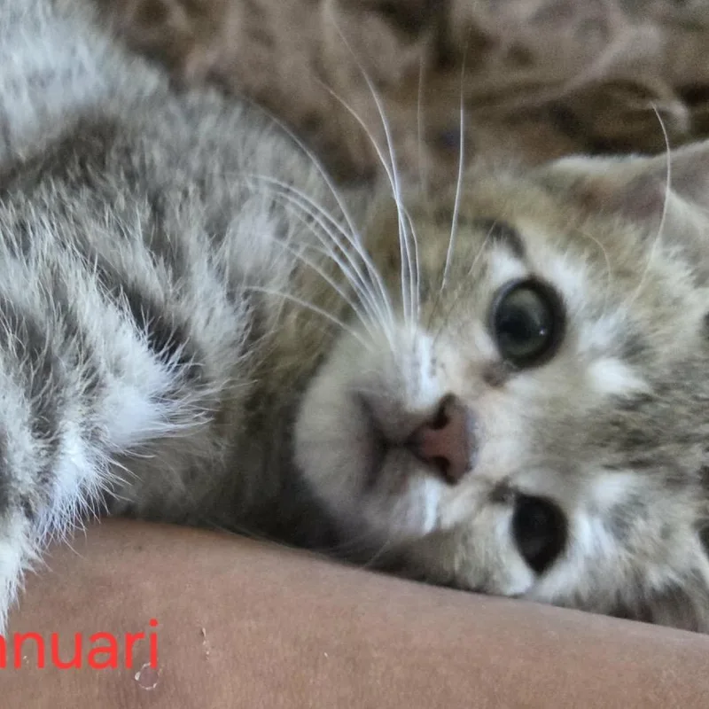 Januari thumbnail 2