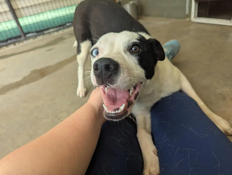 A young medium-sized female Mixed Breed dog named Oreo for adoption in Mc Cormick, SC