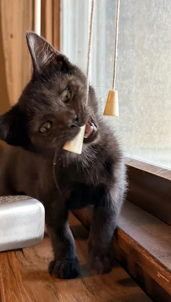 A baby small-sized female Domestic Short Hair cat named Lotus for adoption in Chicago, IL