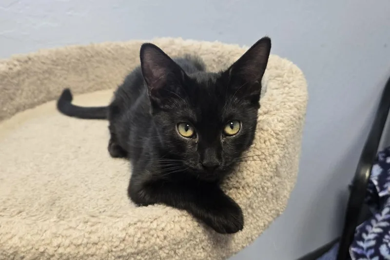 A baby small-sized male Domestic Short Hair cat named Infernia for adoption in Fountain Hills, AZ
