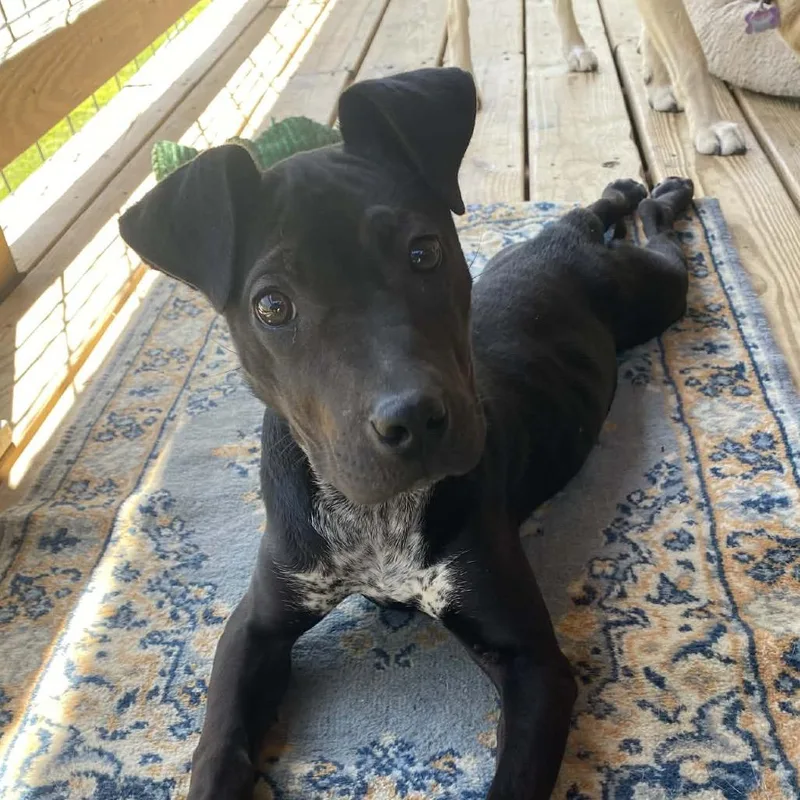 A baby medium-sized female Black Bluetick Coonhound dog named Harlow for adoption in Potomac, MD