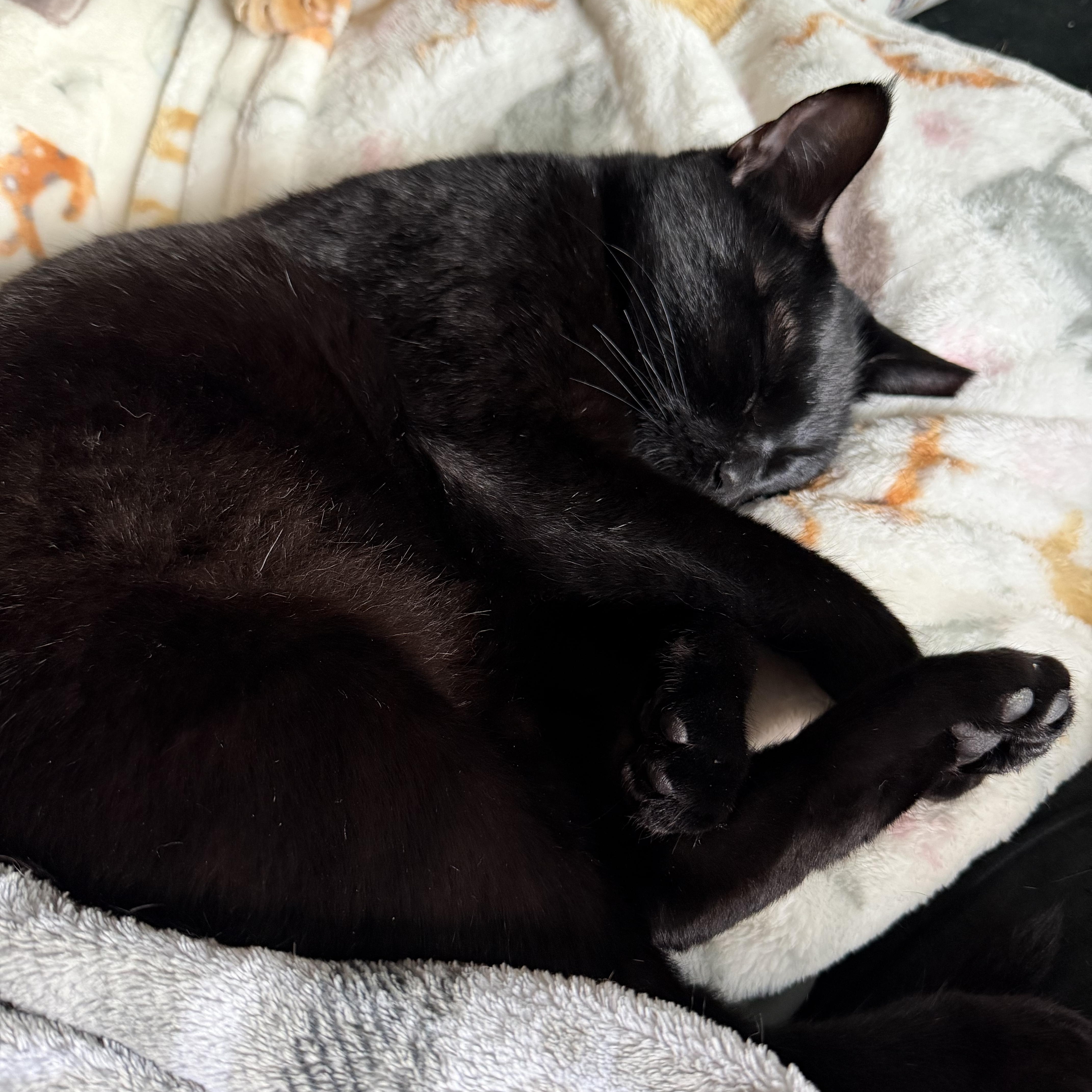 An adult medium-sized female Black Domestic Short Hair cat named Phoenix II for adoption in Houston, TX
