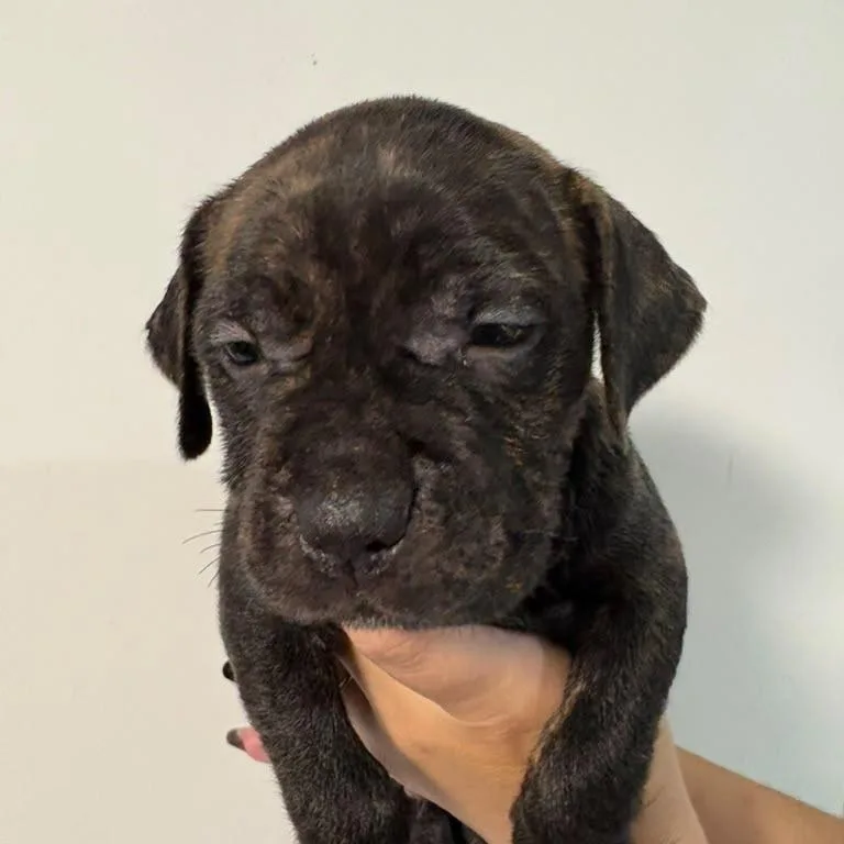 A baby small-sized male Catahoula Leopard Dog dog named Sneezy for adoption in Merritt Island, FL