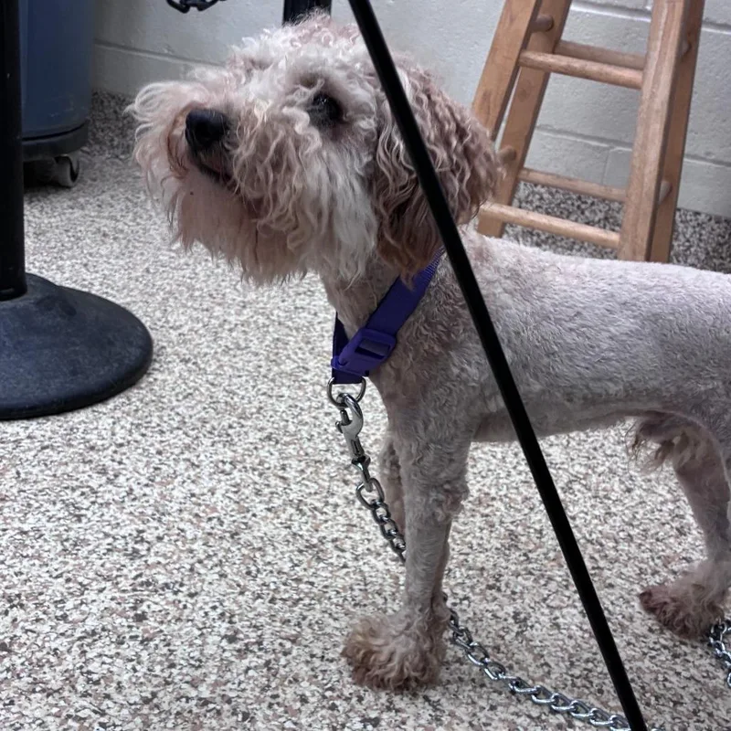 An adult small-sized male Golden Mixed Breed dog named Lucian for adoption in Auburn, AL