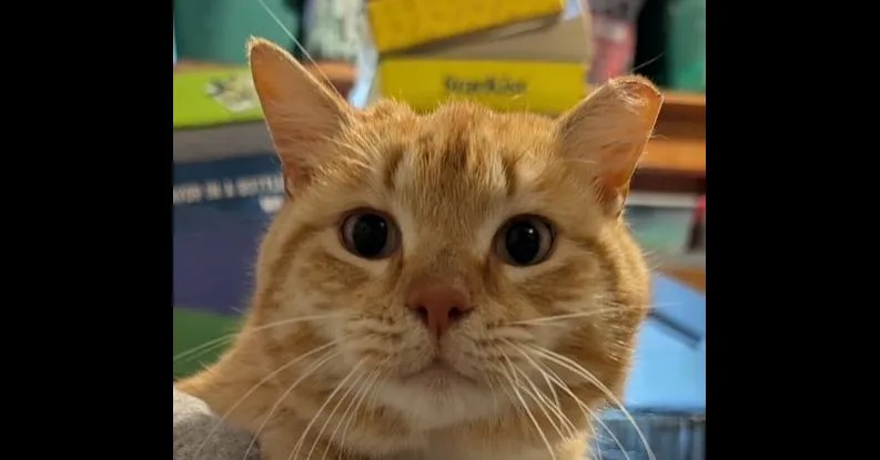 An adult large-sized male Tabby (Orange / Red) Domestic Short Hair cat named Snapper for adoption in Emerald Isle, NC