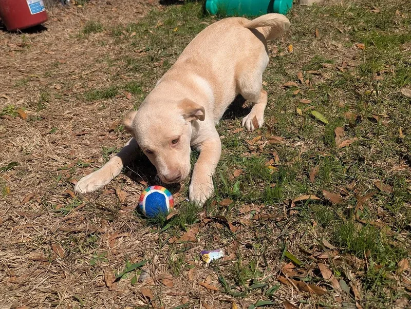 August "auggie" Vale