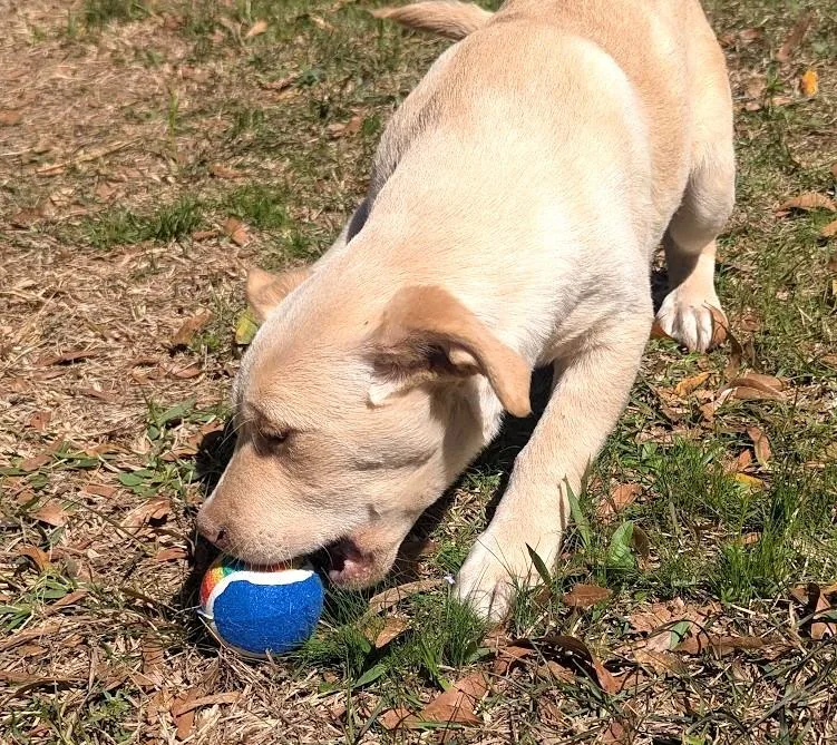 August "auggie" Vale thumbnail 5