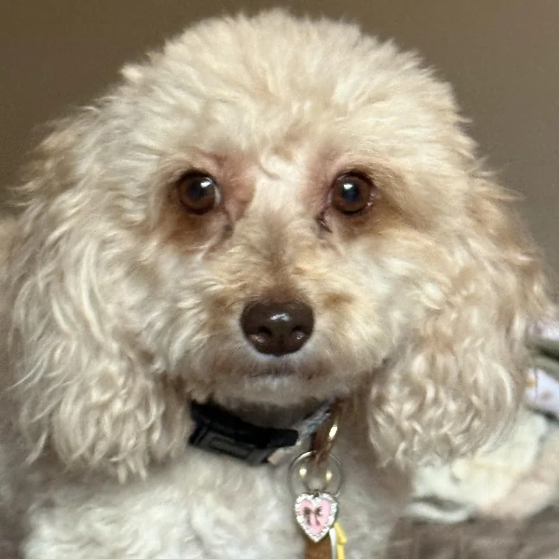 An adult small-sized female Miniature Poodle dog named Paris Miller for adoption in Plano, TX