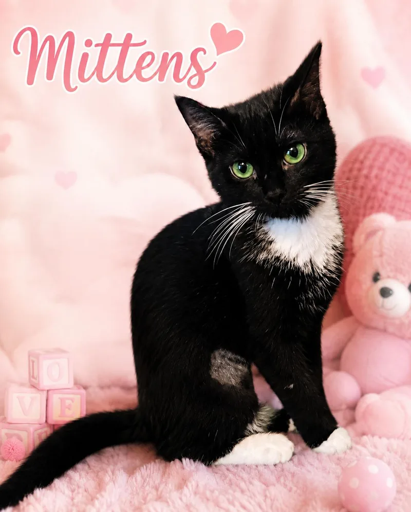 Mittens thumbnail 2