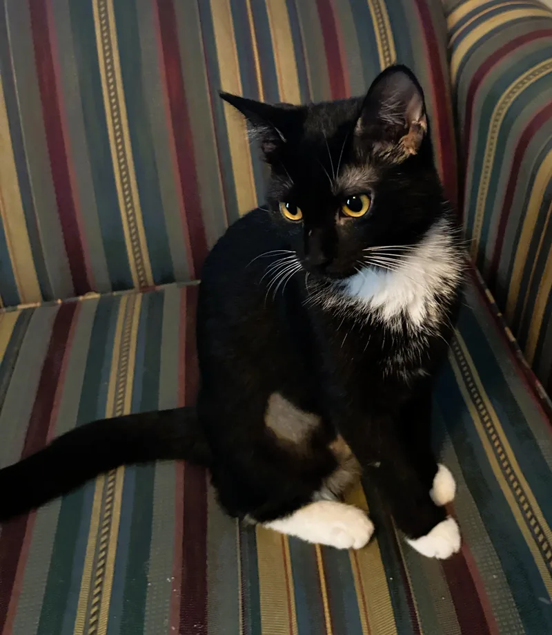 Mittens thumbnail 3