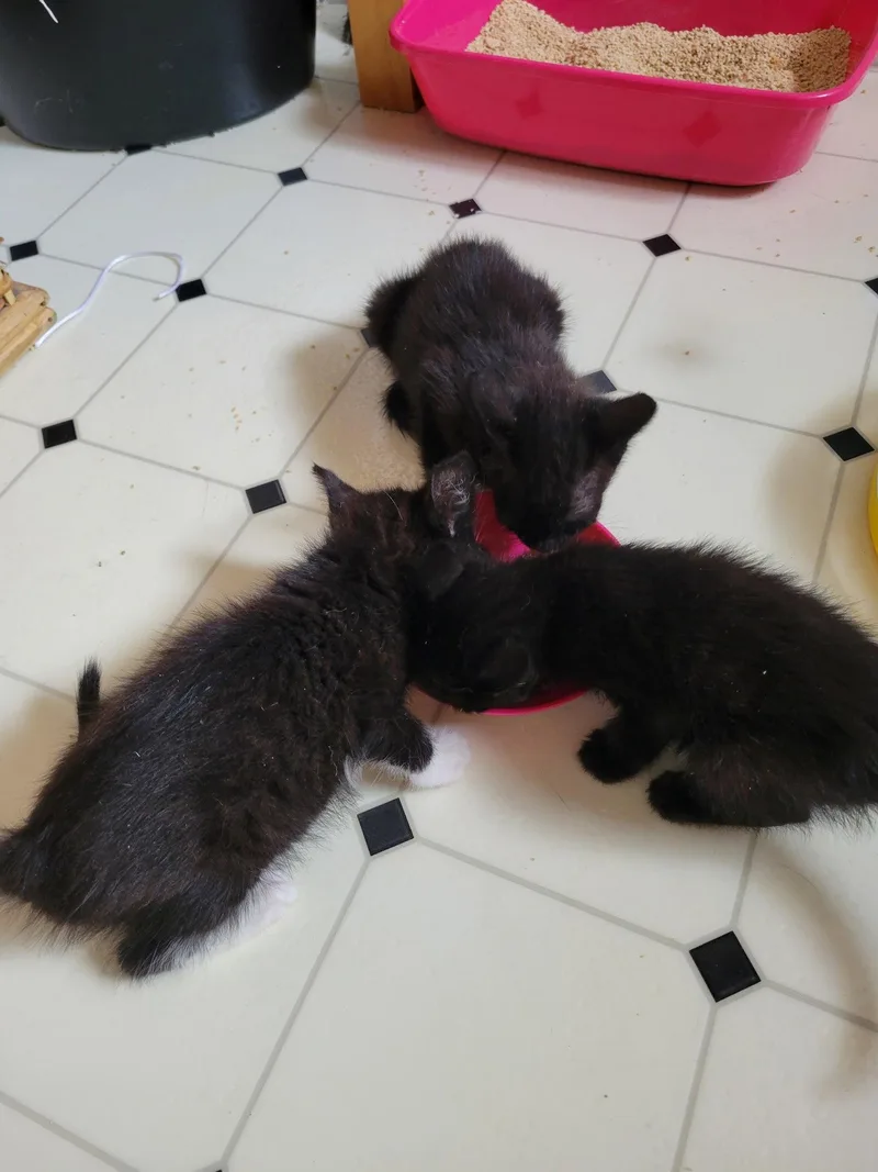 A baby small-sized female Domestic Short Hair cat named Munchie for adoption in Walnut Creek, CA