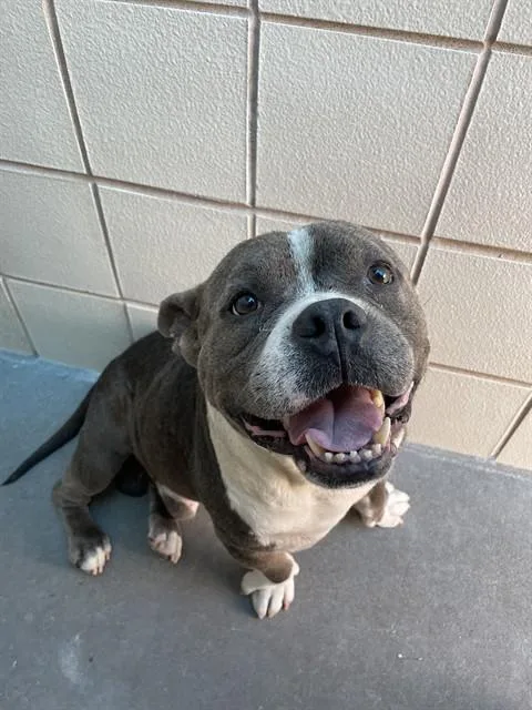 An adult small-sized male American Bulldog dog named Tiggy for adoption in Corpus Christi, TX