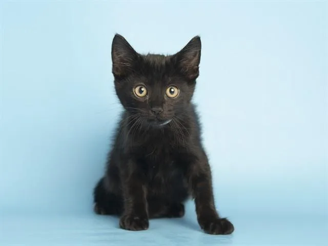 A baby small-sized male Domestic Short Hair cat named Cake for adoption in Phoenix, AZ