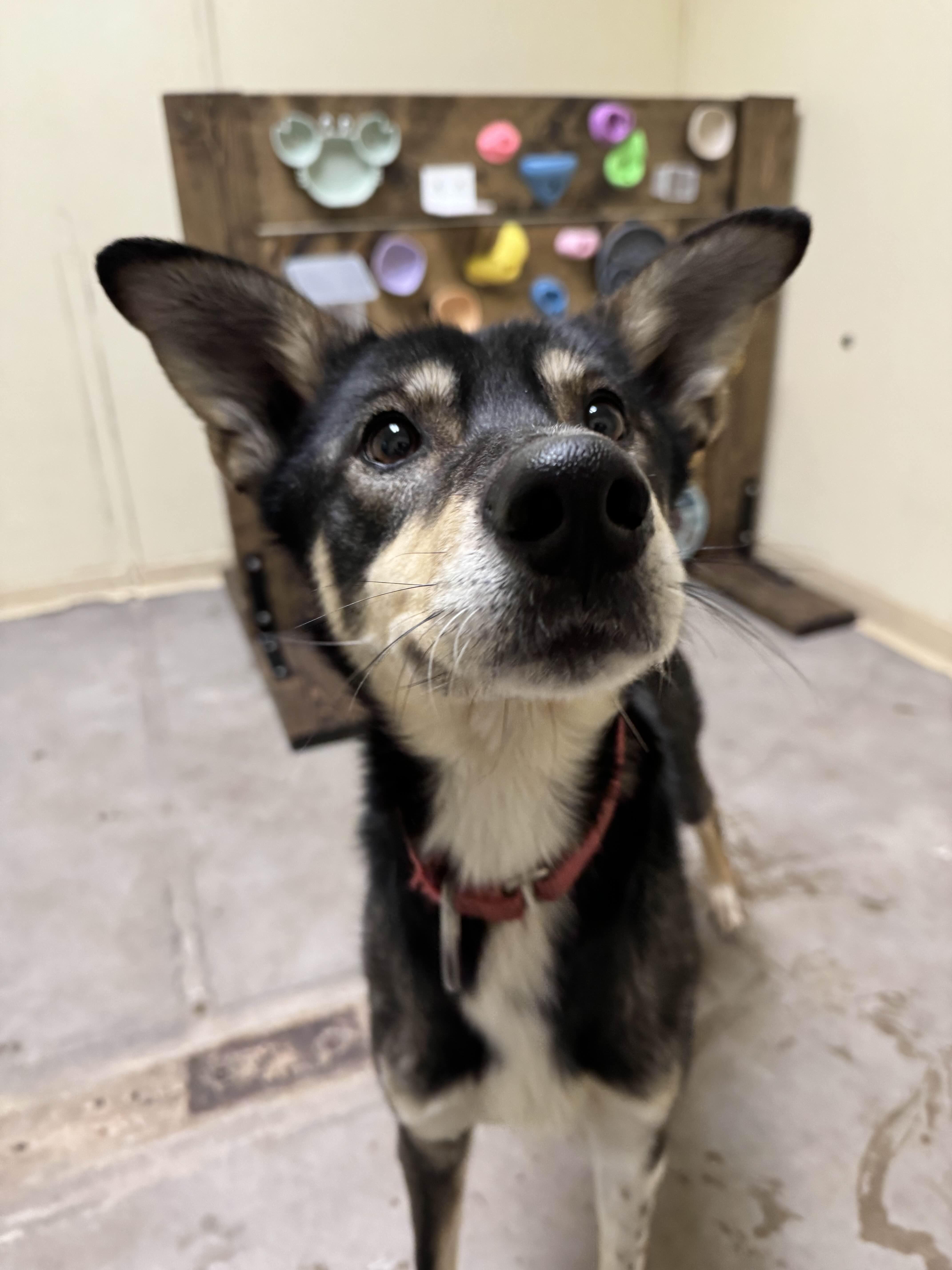 Savoonga thumbnail 2