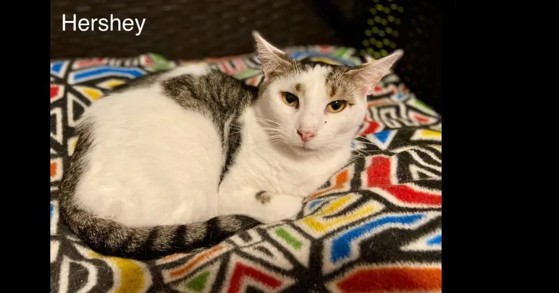 Hershey