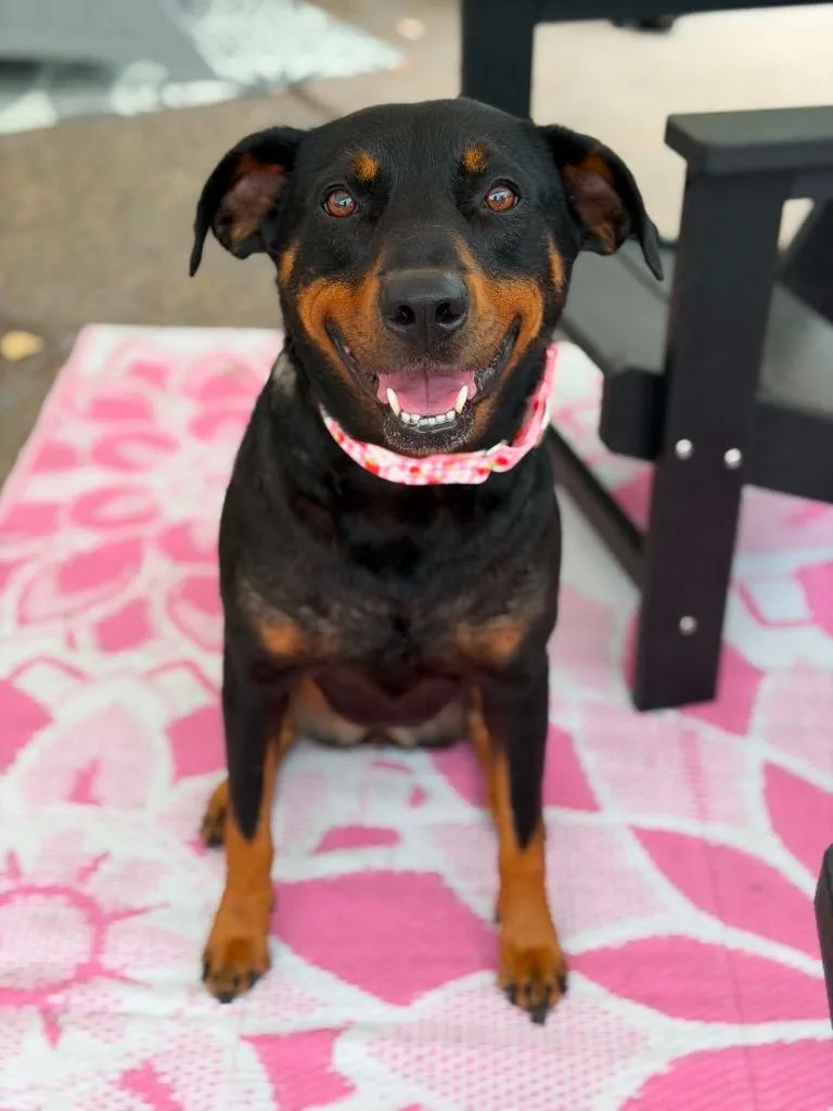 An adult medium-sized female Rottweiler dog named Stormy for adoption in Savage, MN