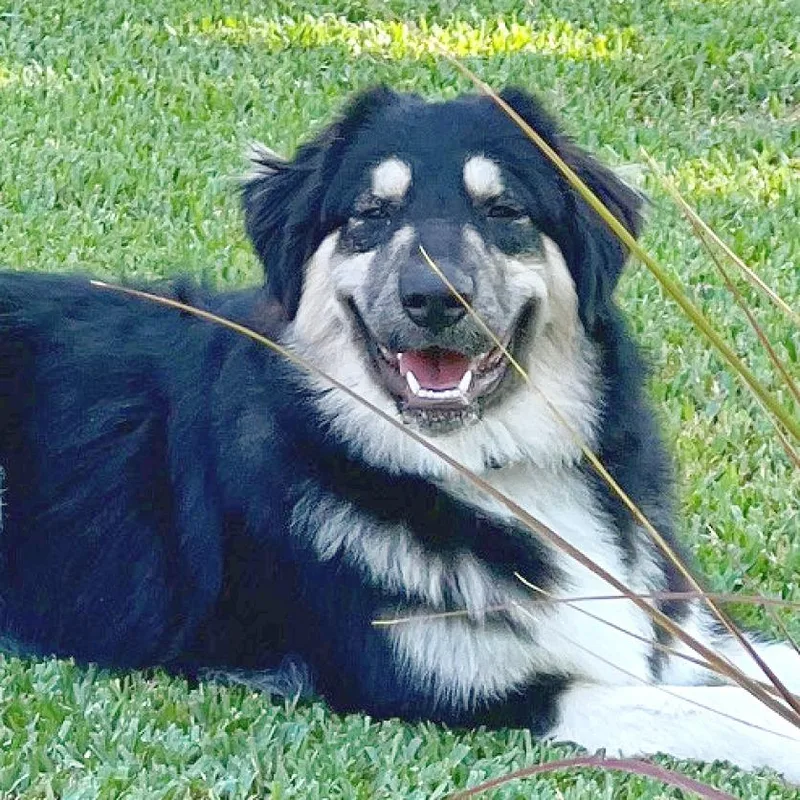 A young large-sized female White / Cream Great Pyrenees dog named Misha for adoption in Flower Mound, TX