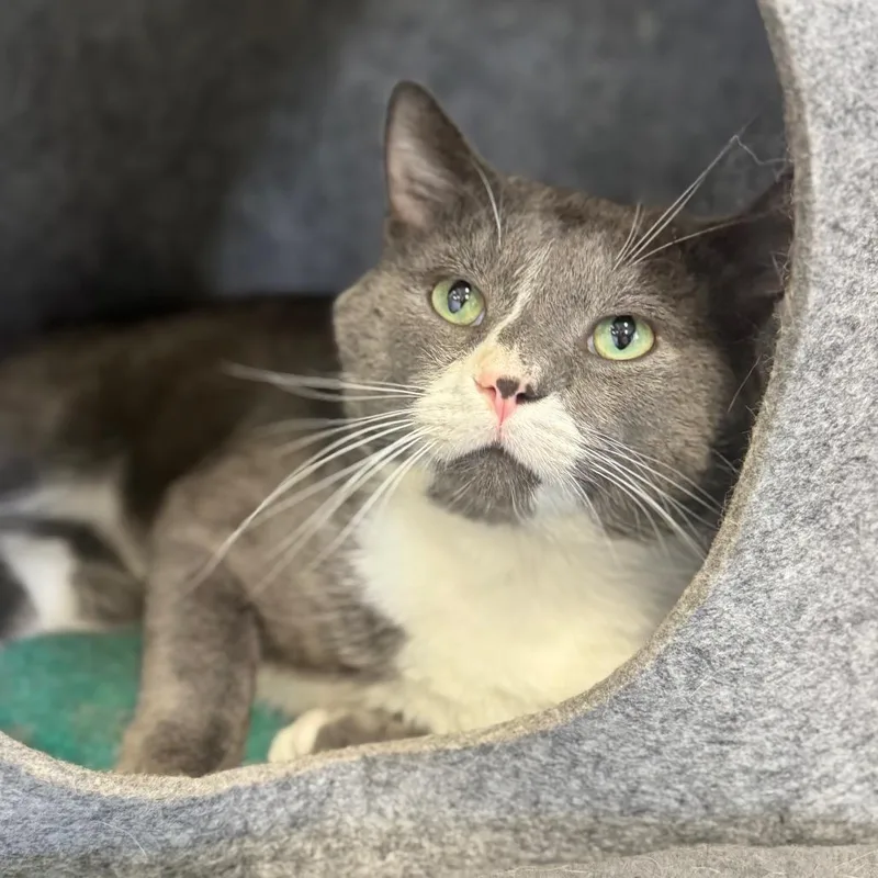 An adult large-sized male Gray / Blue / Silver Domestic Short Hair cat named Gandalf the Grey for adoption in Brownsboro, AL