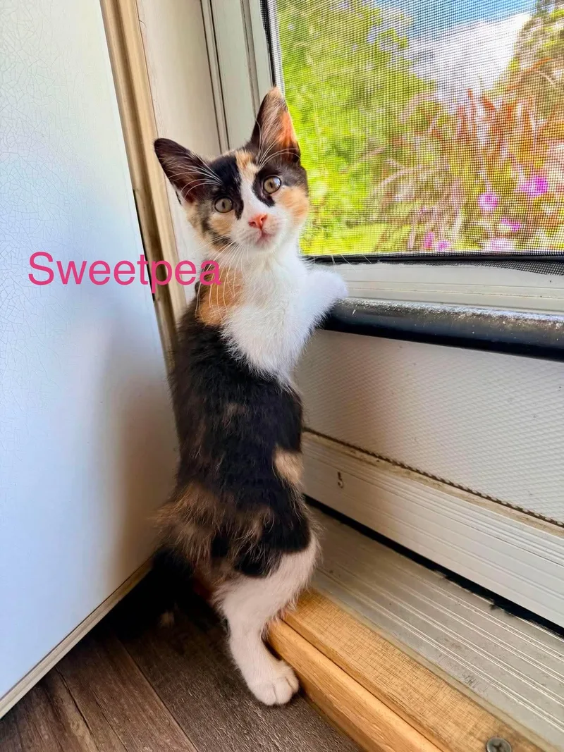 A baby small-sized female Calico Domestic Long Hair cat named Sweet pea for adoption in Davisburg, MI