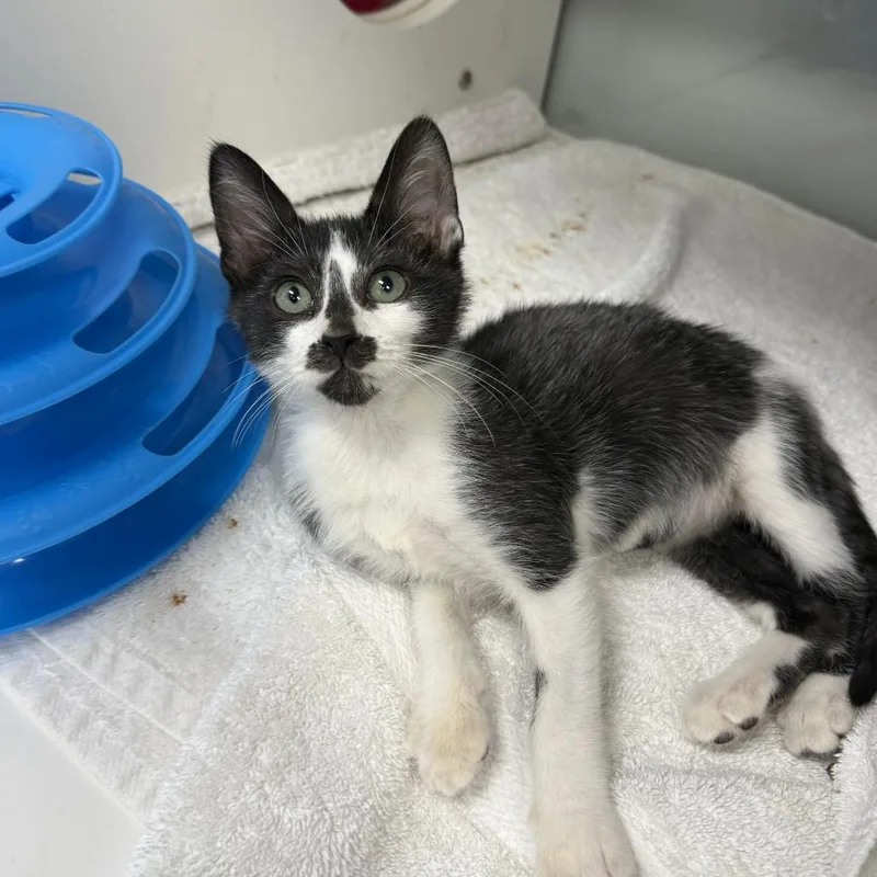 A baby small-sized male White Domestic Short Hair cat named Drum for adoption in Jupiter, FL
