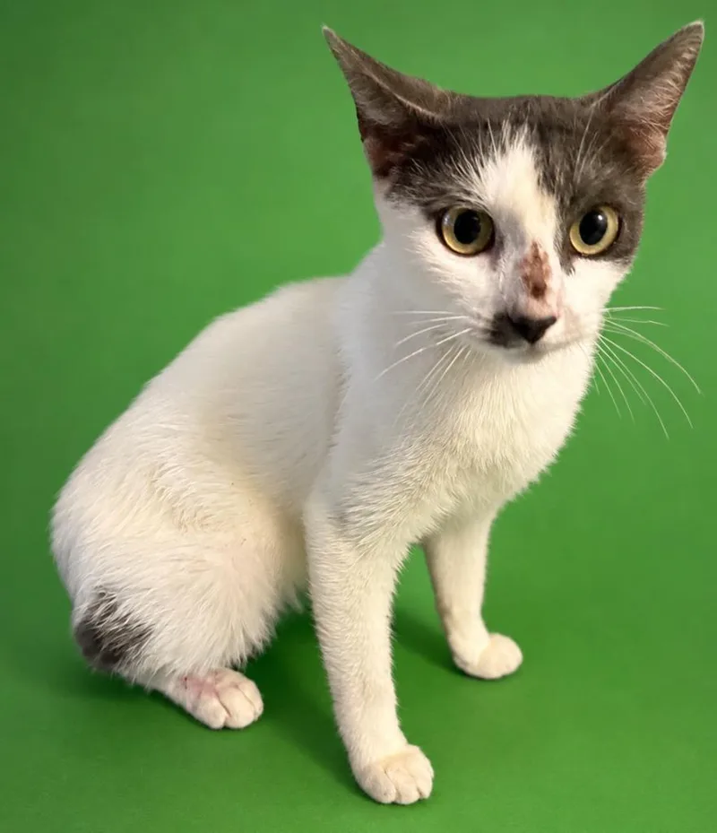 A baby medium-sized female Domestic Short Hair cat named Puss for adoption in Wauchula, FL
