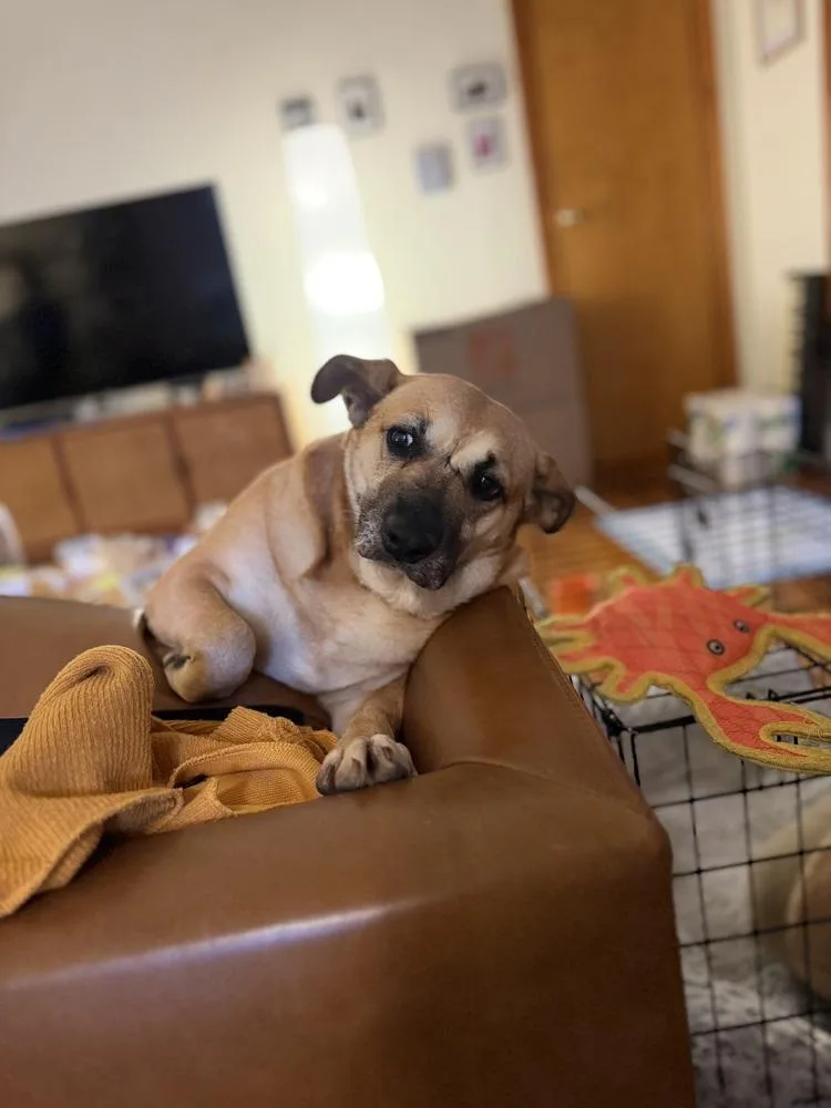 An adult medium-sized female Shepherd dog named Sejitas for adoption in New York, NY