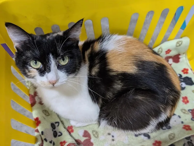 An adult small-sized female Dilute Calico cat named Lacy for adoption in Powell, OH