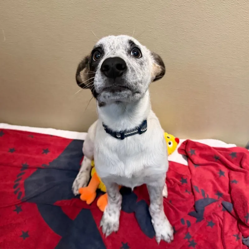 A baby small-sized male Black Australian Cattle Dog / Blue Heeler dog named Dot for adoption in Durango, CO