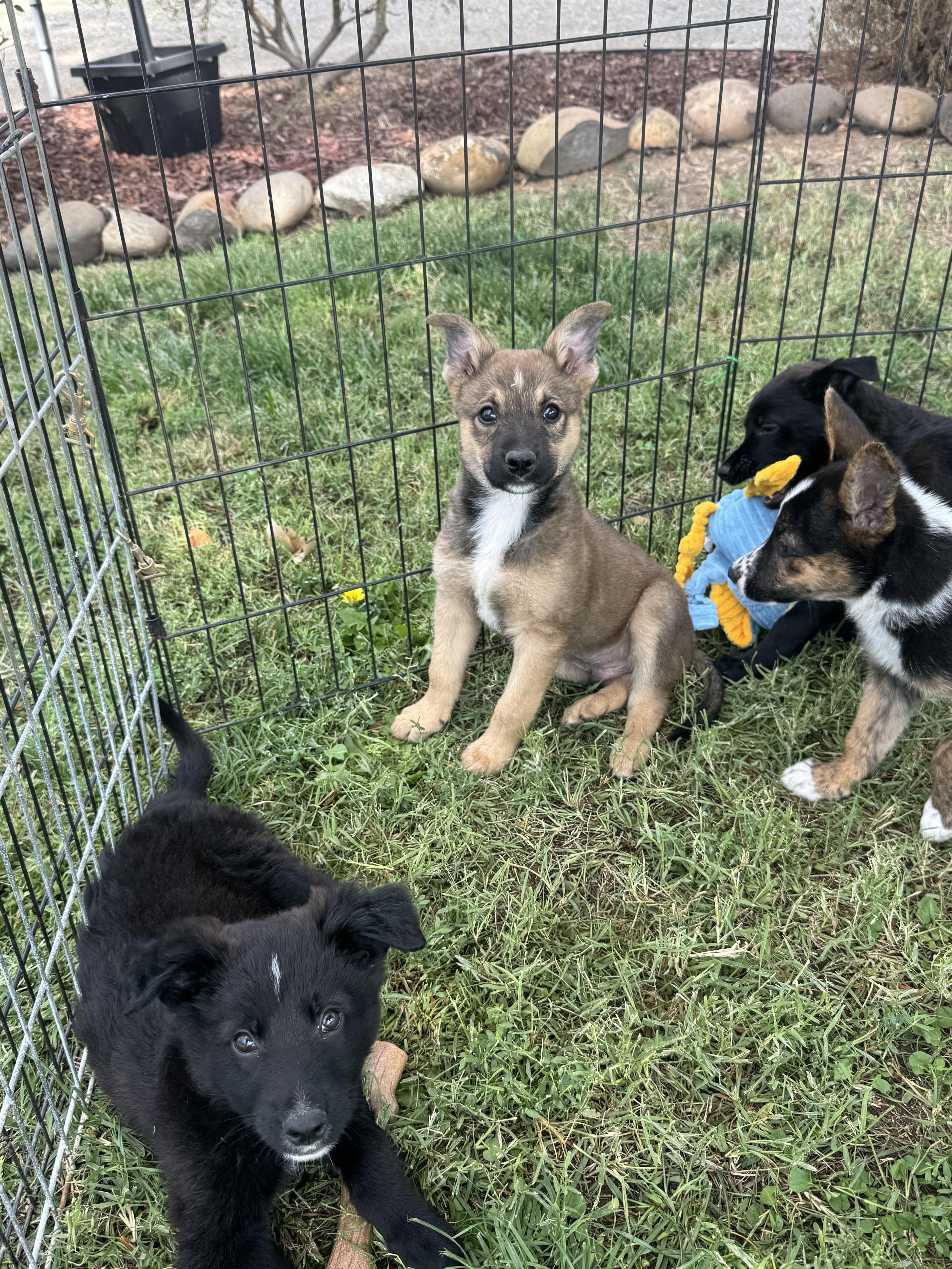 A baby medium-sized male Shepherd dog named Jelly for adoption in Lincoln, CA