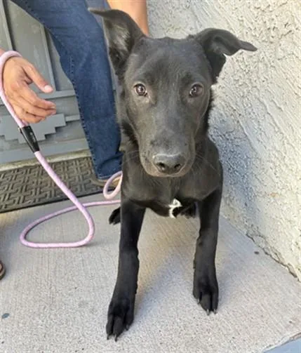 A baby large-sized female Australian Kelpie dog named Supra for adoption in Mesa, AZ