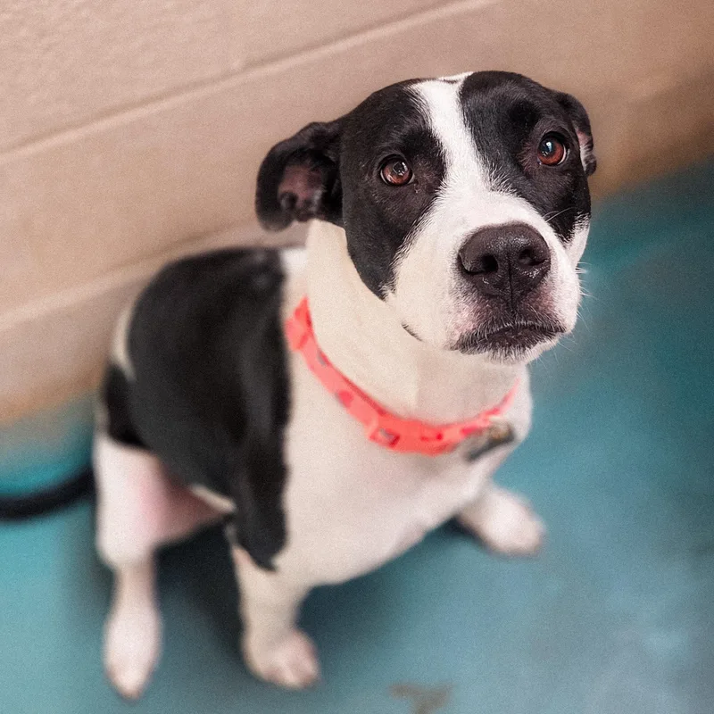 An adult medium-sized female Black Pit Bull Terrier dog named Emma for adoption in Phoenix, MD