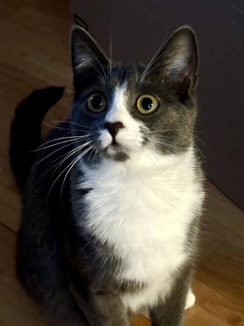 Lucy  Willow Grove thumbnail 3