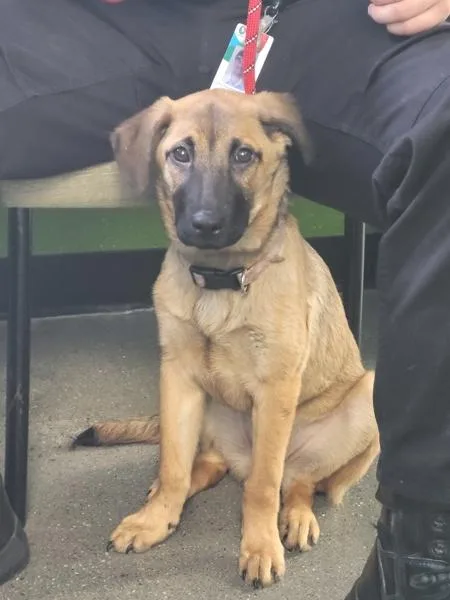 A baby small-sized female German Shepherd Dog dog named Pen c Sydney for adoption in Lawrenceville, GA