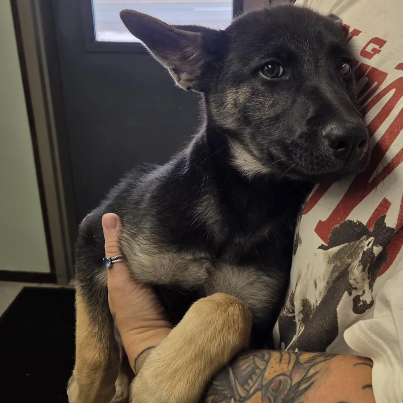 A baby large-sized male Black German Shepherd Dog dog named Arnold for adoption in Baker City, OR